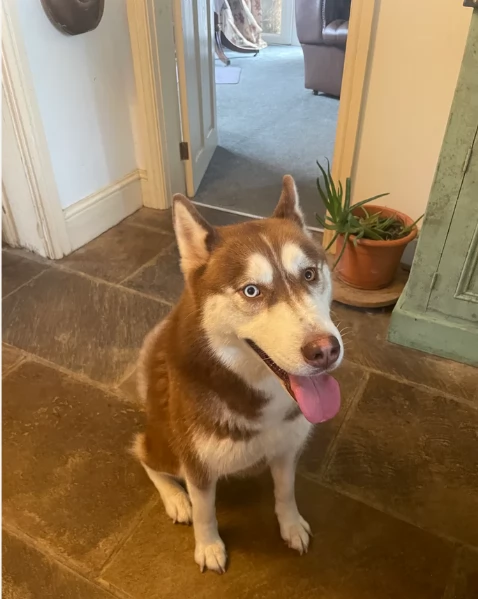  meraviglioso cuccioli di Husky per ladozione | Foto 4