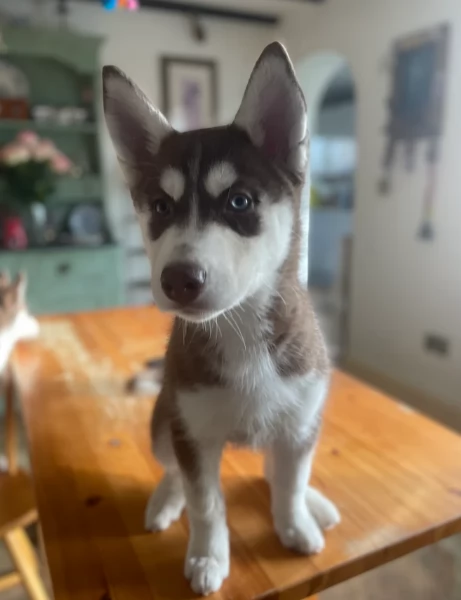  meraviglioso cuccioli di Husky per ladozione | Foto 3