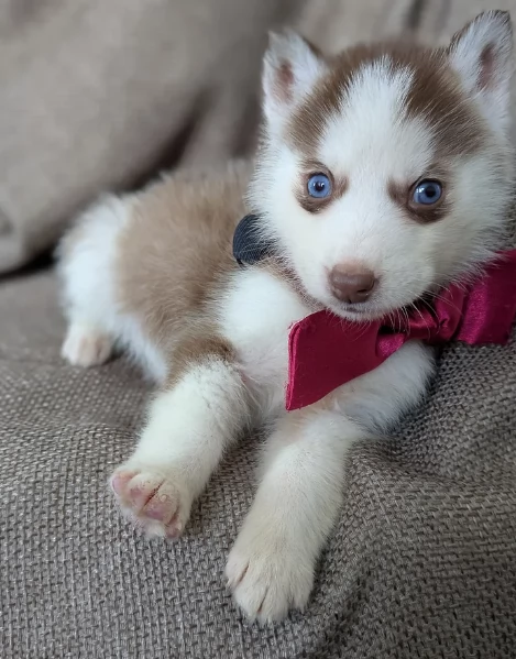  meraviglioso cuccioli di Husky per ladozione | Foto 6