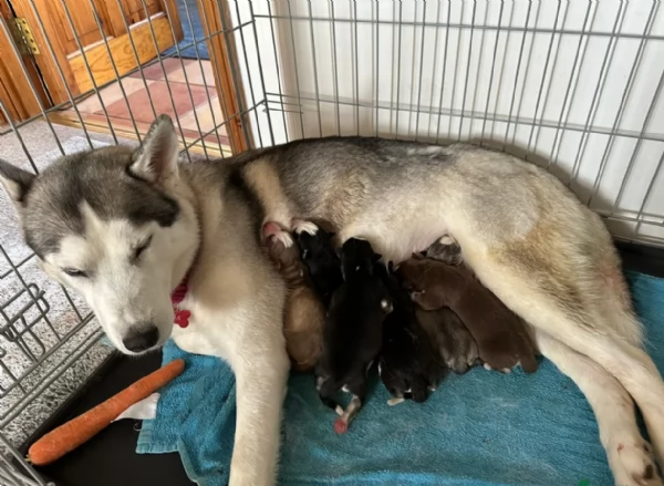  meraviglioso cuccioli di Husky per ladozione | Foto 3