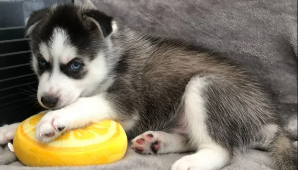  meraviglioso cuccioli di Husky per ladozione | Foto 0