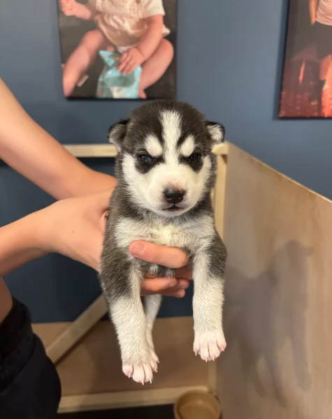  meraviglioso cuccioli di Husky per ladozione | Foto 4