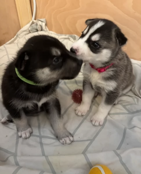  meraviglioso cuccioli di Husky per ladozione | Foto 3