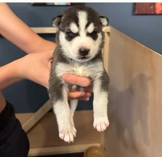 meraviglioso cuccioli di Husky per ladozione | Foto 2