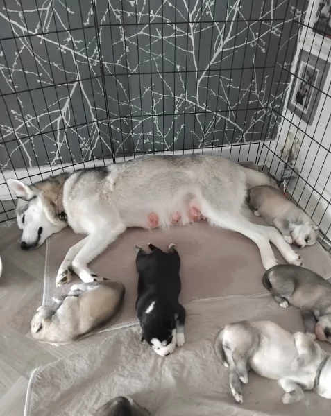  meraviglioso cuccioli di Husky per ladozione | Foto 1