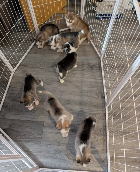  meraviglioso cuccioli di Husky per ladozione | Foto 0