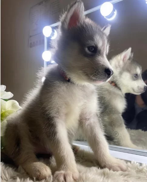  meraviglioso cuccioli di Husky per ladozione | Foto 0