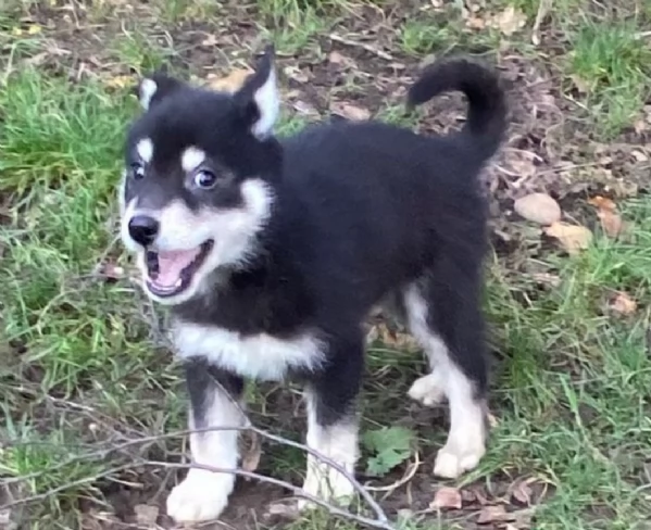 meraviglioso cuccioli di Husky per ladozione