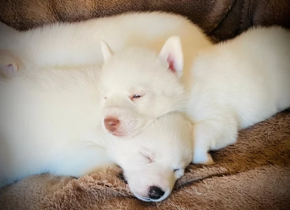  meraviglioso cuccioli di Husky per ladozione | Foto 5