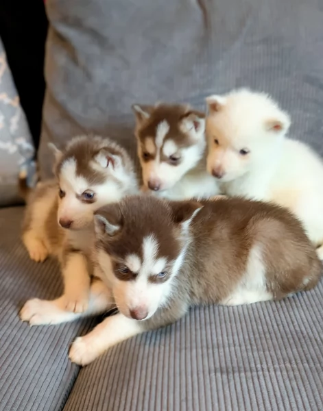  meraviglioso cuccioli di Husky per ladozione | Foto 3