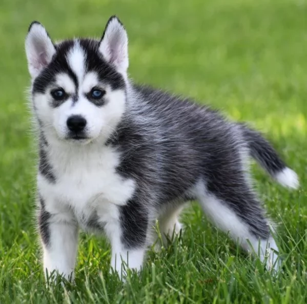  meraviglioso cuccioli di Husky per ladozione | Foto 1