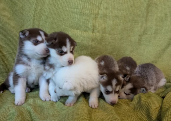  meraviglioso cuccioli di Husky per ladozione | Foto 0