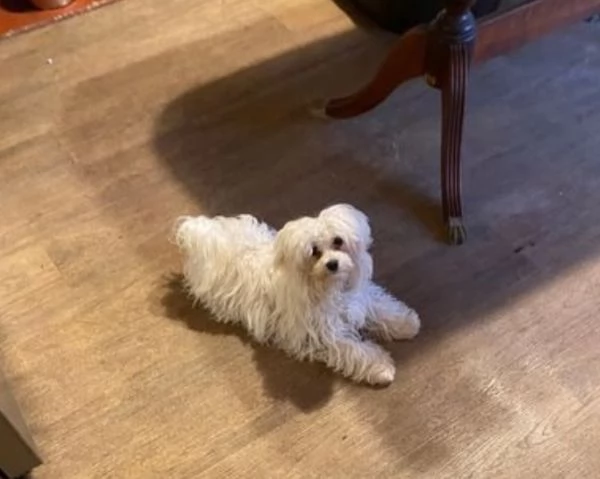 piccolissima cuccioli di Maltese per ladozione | Foto 0