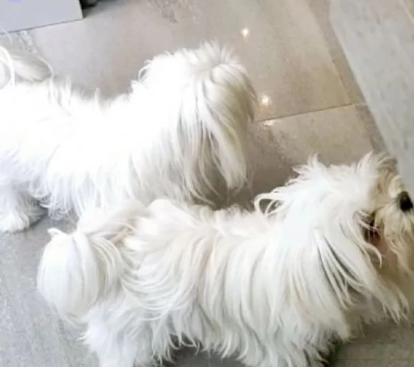 piccolissima cuccioli di Maltese per ladozione | Foto 2