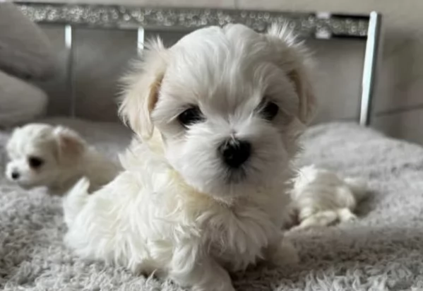 piccolissima cuccioli di Maltese per ladozione
