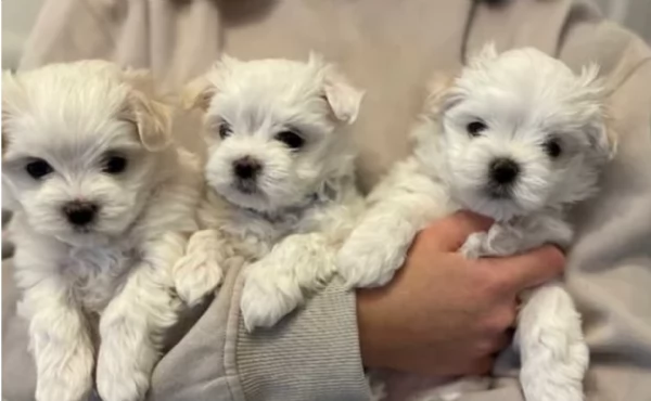piccolissima cuccioli di Maltese per ladozione | Foto 0