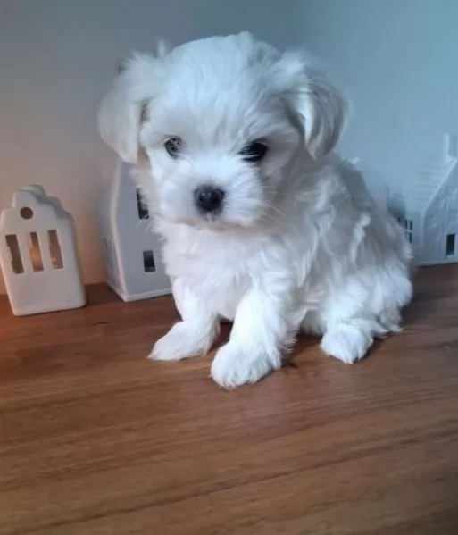 piccolissima cuccioli di Maltese per ladozione | Foto 2
