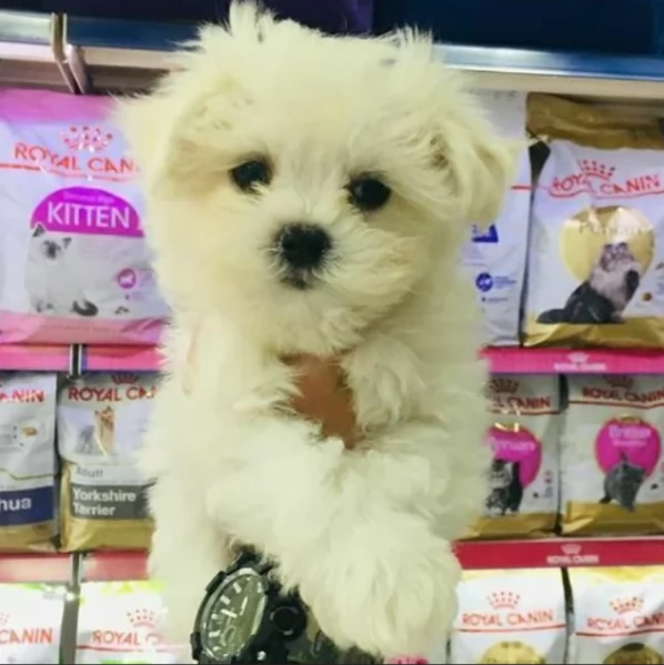 piccolissima cuccioli di Maltese per ladozione | Foto 0