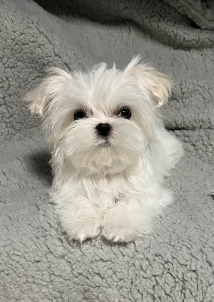 piccolissima cuccioli di Maltese per ladozione | Foto 1