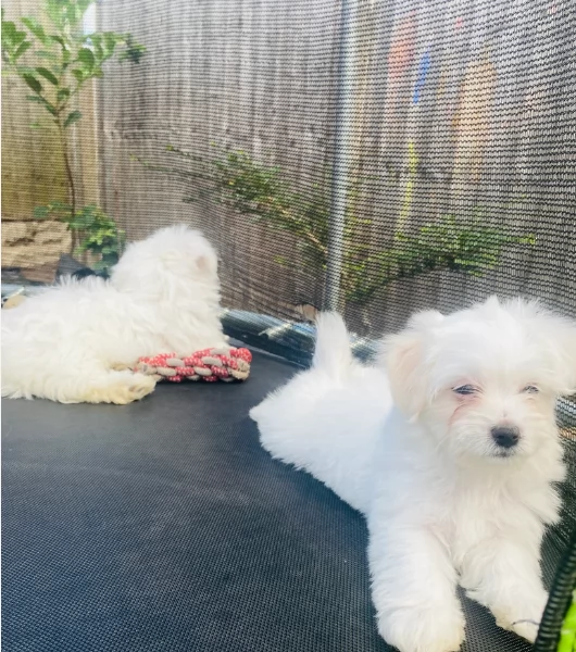 piccolissima cuccioli di Maltese per ladozione | Foto 6