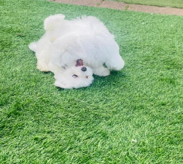 piccolissima cuccioli di Maltese per ladozione | Foto 5