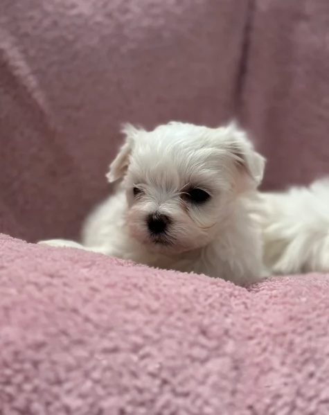 piccolissima cuccioli di Maltese per ladozione | Foto 0