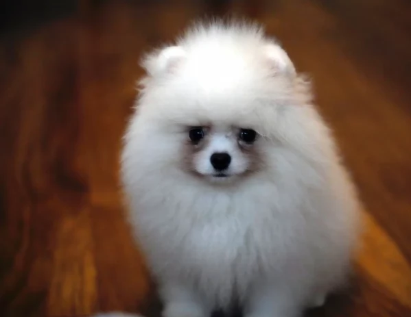 Pomeranian pura nana disponibili maschio e femmina | Foto 0