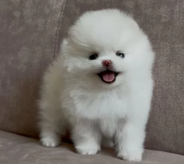 Pomeranian pura nana disponibili maschio e femmina | Foto 2