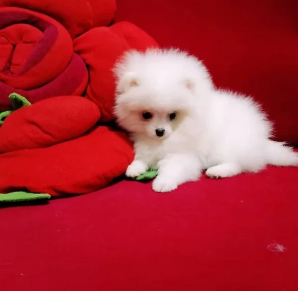 Pomeranian pura nana disponibili maschio e femmina | Foto 4