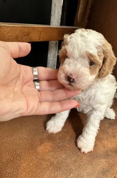 Vendo cuccioli di barboncino toy Particolor di 1 mese 