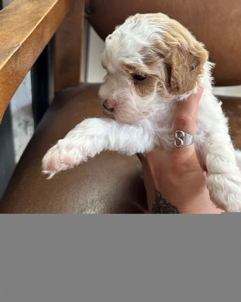 Vendo cuccioli di barboncino toy Particolor di 1 mese  | Foto 1