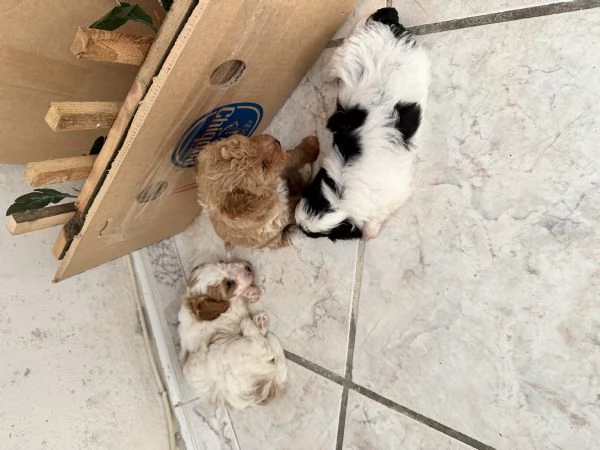 Vendo cuccioli di barboncino toy Particolor di 1 mese  | Foto 0