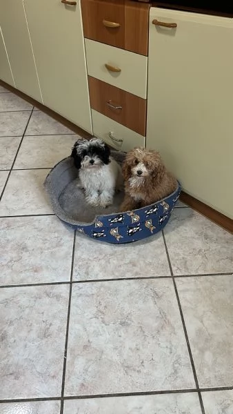 Vendo cucciolo di barboncino Toy