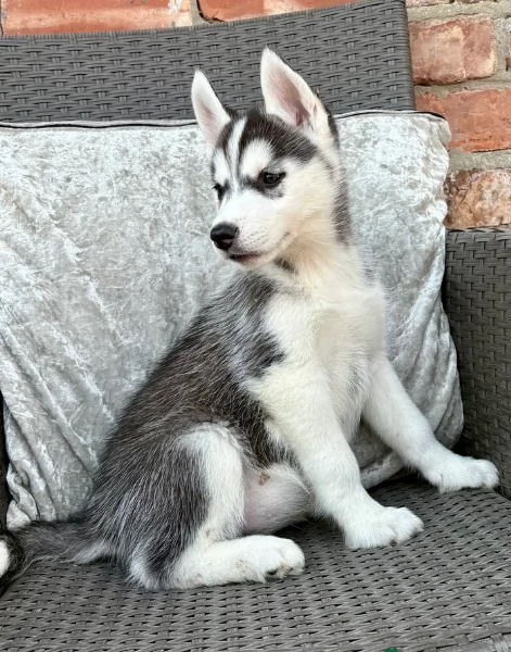 REGALO HUSKY per ladozione | Foto 2