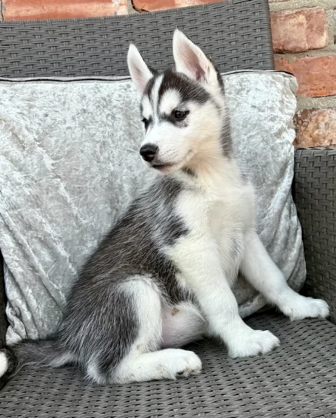 REGALO HUSKY per ladozione | Foto 1