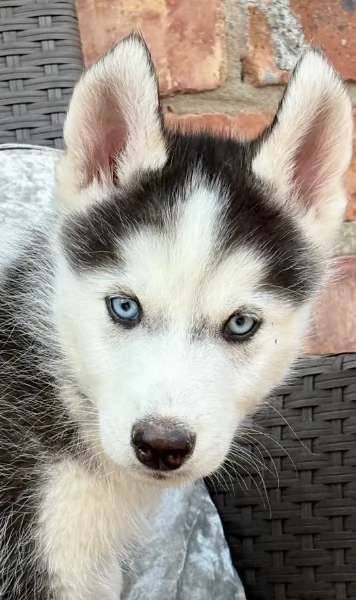 REGALO HUSKY per ladozione | Foto 6