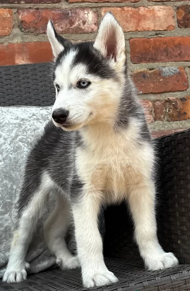 REGALO HUSKY per ladozione | Foto 3