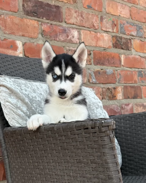 REGALO HUSKY per ladozione | Foto 2