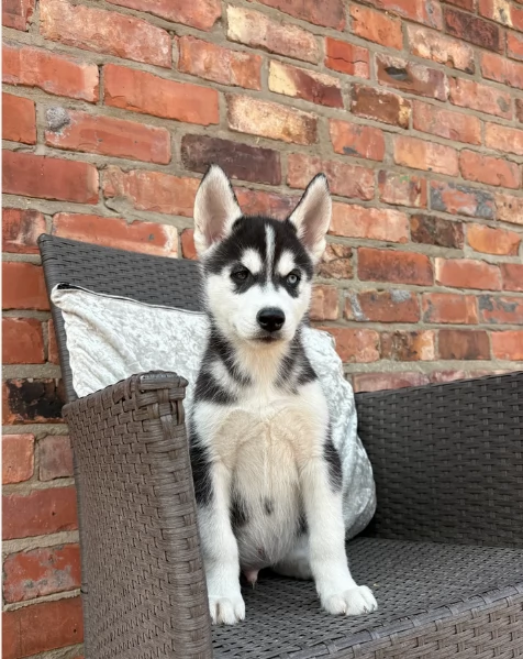 REGALO HUSKY per ladozione | Foto 0