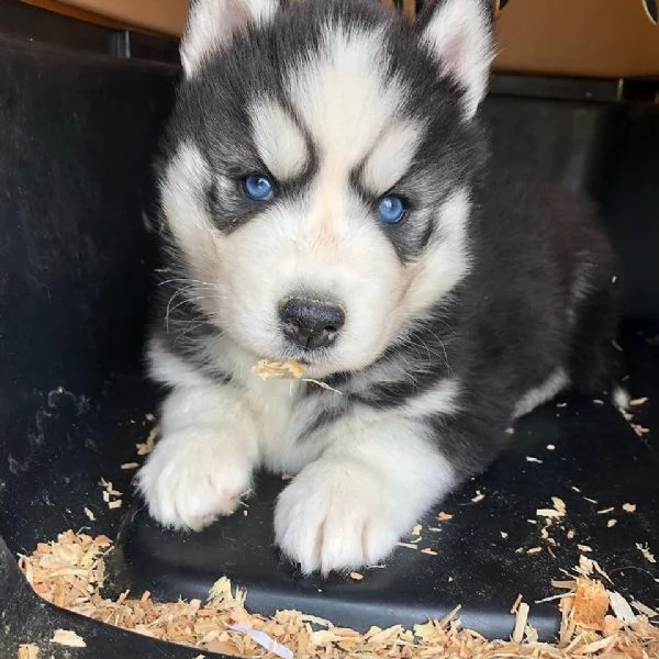REGALO HUSKY per ladozione