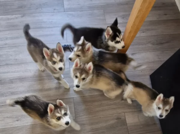 REGALO HUSKY per ladozione | Foto 1