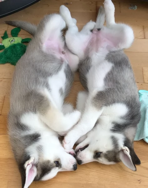 REGALO HUSKY per ladozione | Foto 0