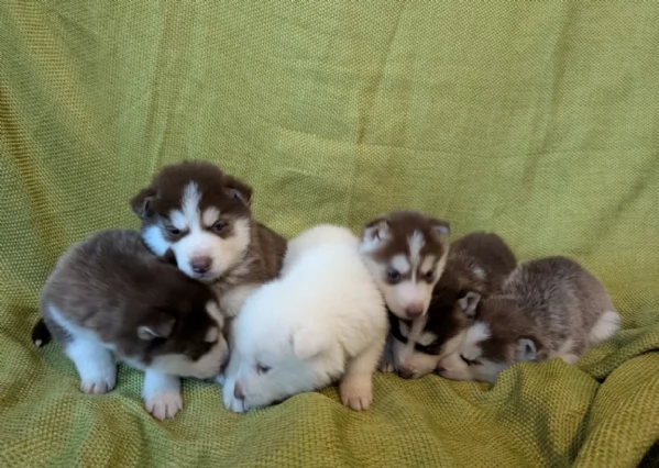 REGALO HUSKY per ladozione | Foto 1