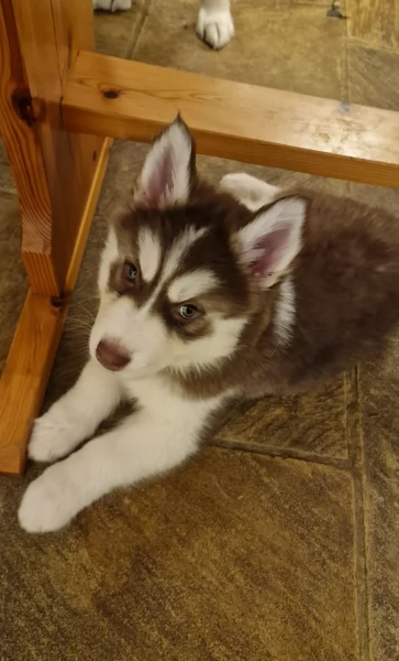 REGALO HUSKY per ladozione | Foto 4