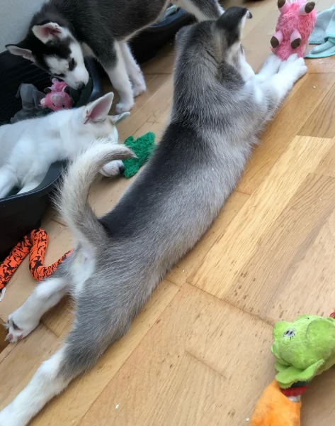 REGALO HUSKY per ladozione | Foto 6