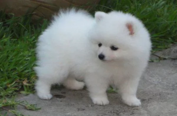  Regalo cuccioli Volpini Pomerania disposizione | Foto 1