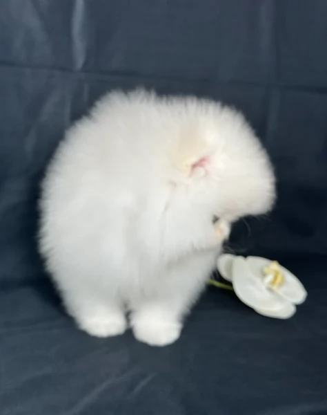  Regalo cuccioli Volpini Pomerania disposizione | Foto 2