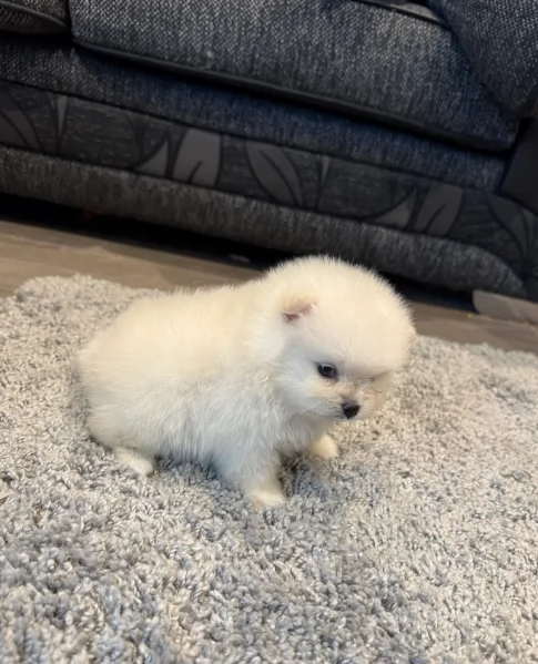  Regalo cuccioli Volpini Pomerania disposizione | Foto 0