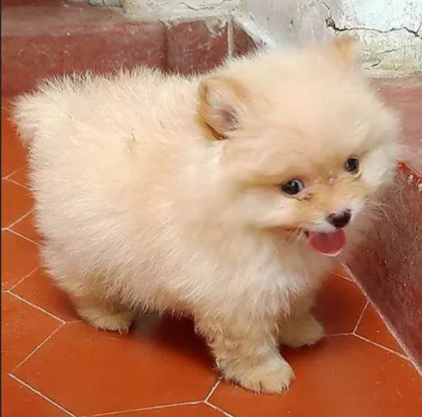  Regalo cuccioli Volpini Pomerania disposizione | Foto 6