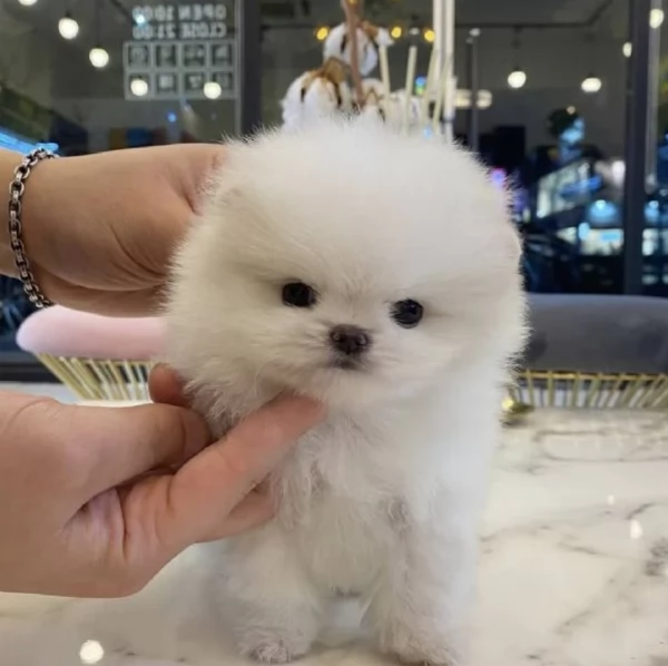  Regalo cuccioli Volpini Pomerania disposizione | Foto 1